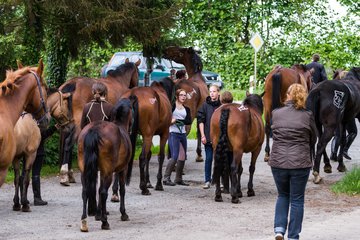 Bild 199 - Reitschule Jan�en Jubil�um